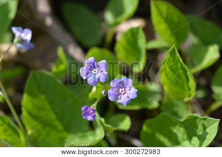 Blue-eyed Mary - Latin Name - Omphalodes Verna