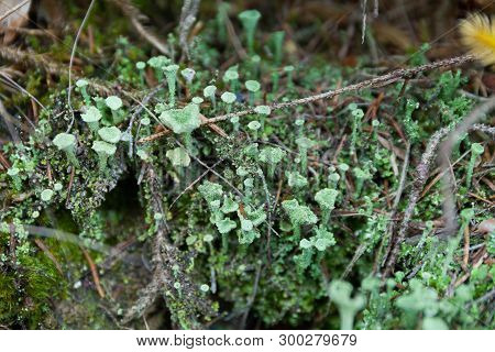 Lichen Mushrooms, Green Cyanobacteria. Autumn Mold In The Wild Forest