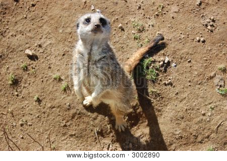 Curieux Meercat