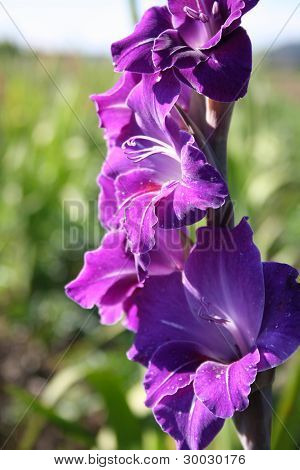 Gladioli In estate