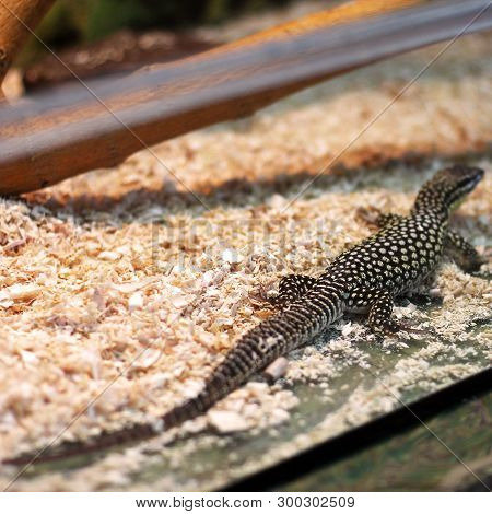Lizard In The Terrarium. Animal Close Up