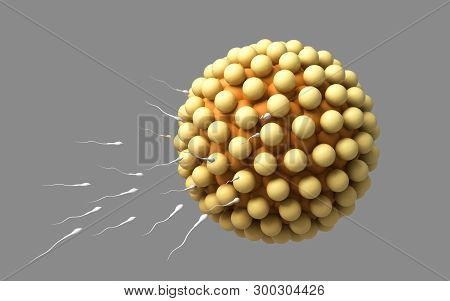 3d Rendered Blastocyst Isolated On A Dark Background