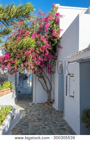 Purple Bougainvillea In Front Of A Typical White Greek House In Oia Village On Santorini Island, Gre