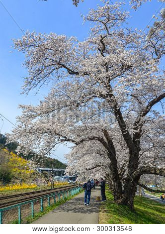 Cherry Blossom In Miyagi, Japan