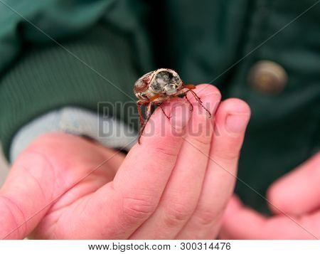Beautiful Maybug In The Hands Of A Child