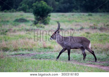 A Waterbuck Walks Through The Grassland Of The Kenyan Savannah