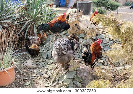 Roosters And Hens.
Birdyard In The Belogorsk Safari Taigan Park.