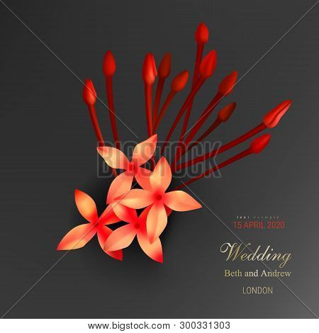 Tropical Red Ixora Flowers On Black Background Vector Illustration Beautiful Botanical Isolated Elem