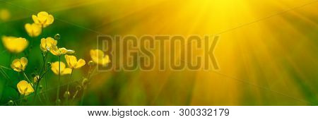 Banner 3:1. Close Up Meadow Buttercup Flowers (ranunculus Acris) With Sunlight Rays. Spring Backgrou