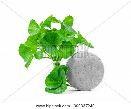 Soap Centella Asiatice With Fresh Green Leaf Centella Isolated On White Background.