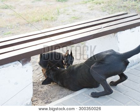A Small And Funny Chihuahua Dog The Frame Is Illuminated By The Bright Sunset Sun.