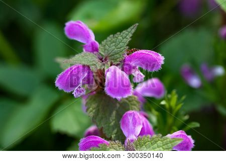 Natural Blossoming Red Dead Nettle (lamium Purpureum)