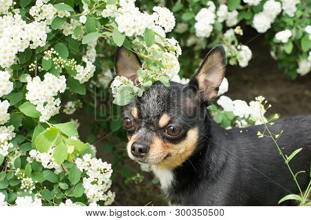A Small And Funny Chihuahua Dog The Frame Is Illuminated By The Bright Sunset Sun.