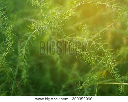 Fern Close Up In The Nature Background