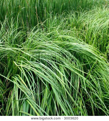 Gras