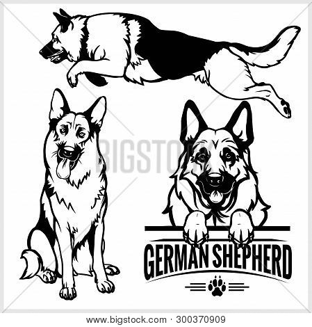 German Shepherd Dog - Vector Set Isolated Illustration On White Background