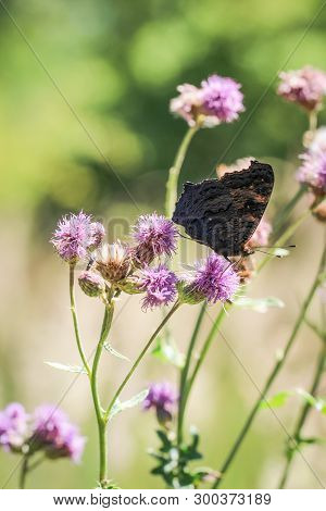 Close-up Of A Butterfly, Rambling On A Plant