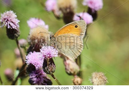 Close-up Of A Butterfly, Rambling On A Plant