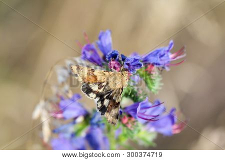 Close-up Of A Butterfly, Rambling On A Plant