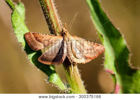 Close-up Of A Butterfly, Rambling On A Plant