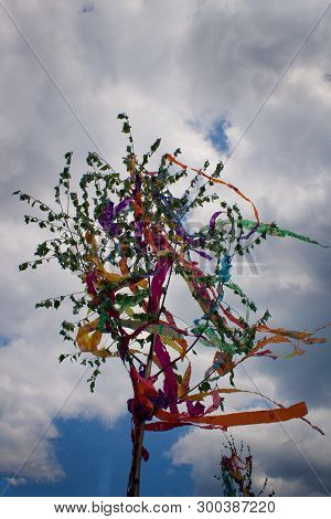 Typical Czech Traditional Maypole - Young Birch With Colorful Ribbon.maypole Is Being Built On The O