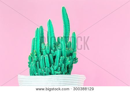 Cactus Fairy Castle In Multiple Rows On Trendy Pink Background. Environment Friendly Summer Or Sprin