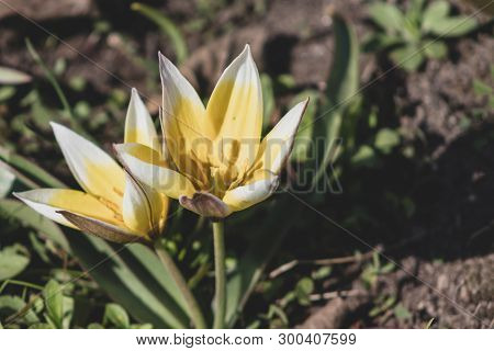 Yellow And White Flowers Of Tulipa Tarda, Late Wild Tulip Or Tarda With Inflorescence Of Yellow Flow