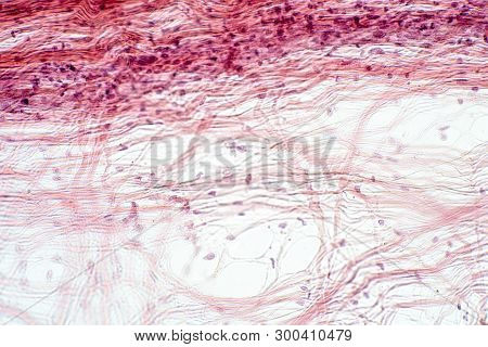 Areolar Connective Tissue Under The Microscope View. Histological For Human Physiology.