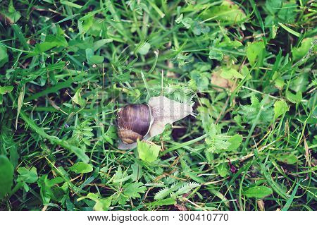 Snail Crowling In Wet Grass In The Garden
