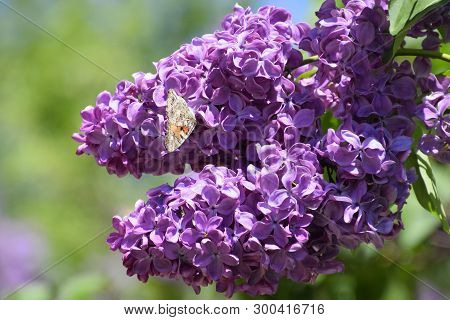 Butterfly Vanessa Cardui On Lilac Flowers. Pollination Blooming Lilacs.