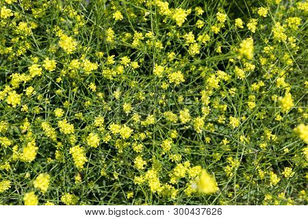 A Lot Of Tickseed Flowers Growing On The Park In Sunny Day. Spring Flowers.