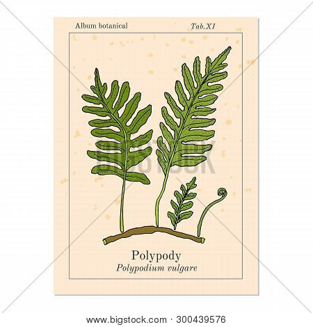 Common Polypody Polypodium Vulgare , Medicinal Plant. Hand Drawn Botanical Vector Illustration