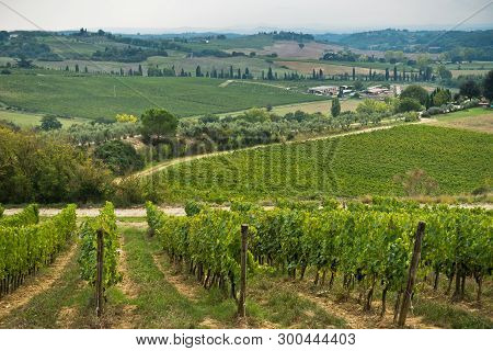 Hiking Hills, Backroads And Vineyards At Autumn, Near Siena In Tuscany, Italy