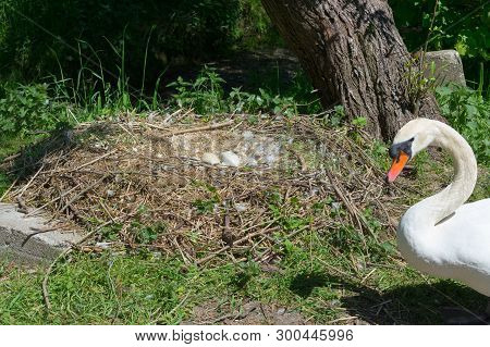 Swan's Nest In Heiligenhaus