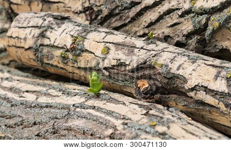 Growth Young Escape From Felled Tree. The Growth Of Sprouts On An Old Tree As A Symbol Of Rebirth Fr