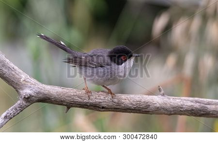 Sardinian Warbler In Its Natural Habitat, Sylvia Melanocepahala In Spain