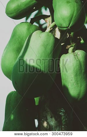 Papaya Tree With Fruits Grown On Organic Farm.