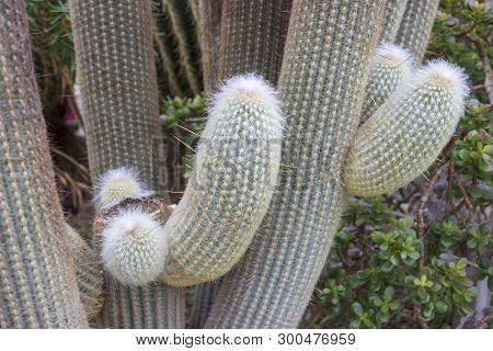 Detail Of Big Cactus - Espostoa Lanata In Botanical Garden