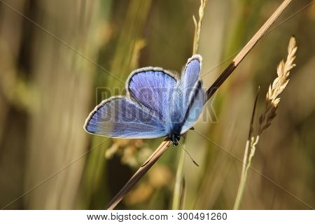 Close-up Of A Butterfly, Rambling On A Plant