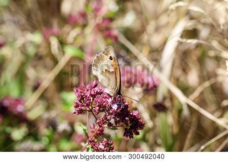 Close-up Of A Butterfly, Rambling On A Plant