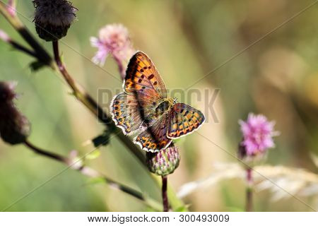 Close-up Of A Butterfly, Rambling On A Plant