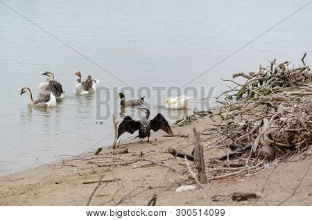 Deep Black Cormorant With Black Feathers, Green Eyes, And Yellow, White, And Grey Beak.the Great Cor