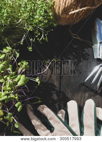 Microsprouts. Planting Potted, Garden Tools, Gloves, Thread Top View. Spring In The Garden