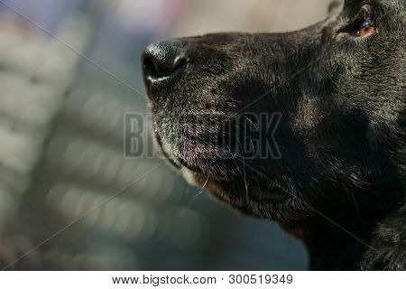 Funnblack Labrador Clever Eyes Of A Dog. Mord Dog Close Upy Labrador