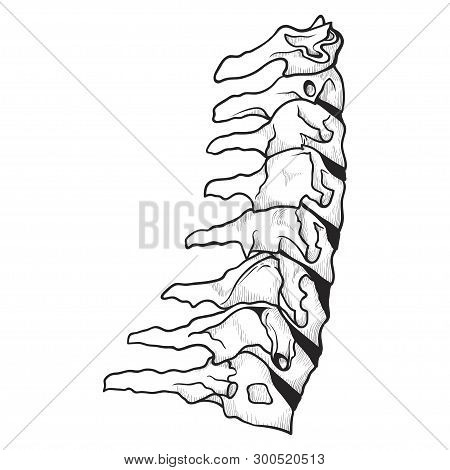 Spine Icon, Skeletal Orthopedic And Spinal Backbone