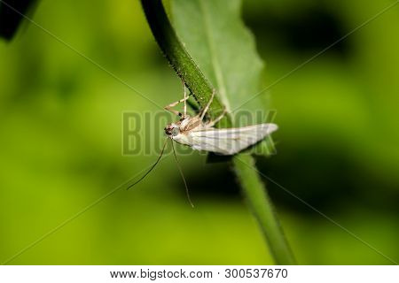 Close-up Of A Butterfly, Rambling On A Plant