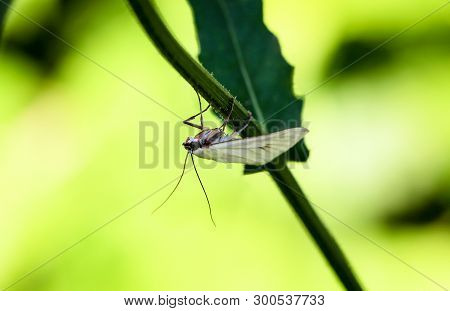 Close-up Of A Butterfly, Rambling On A Plant