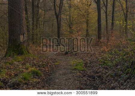 Color Spring Forest In Tree Leafs Valley In Central Germany In Rhone Region