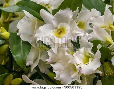 White Flowers Of Dendrobium Nobile, A Member Of The Family Orchidaceae. Close Up