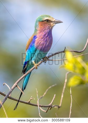 Lilac Breasted Roller (coracias Caudatus) Perched On Branch In Bush On African Savannah
